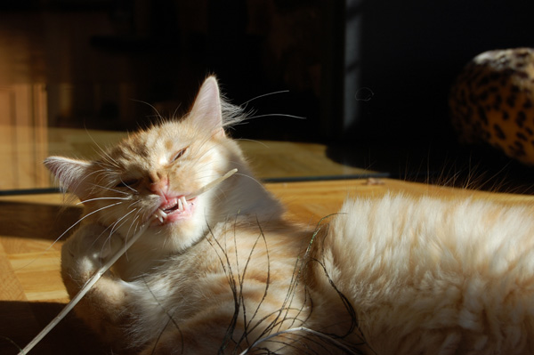 Bullway beim Zähne putzen.jpg